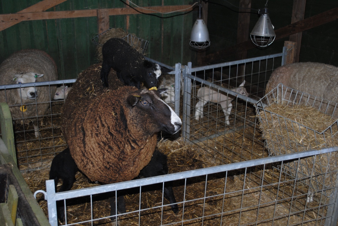 bistedokter schaap