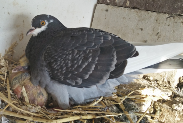duif met kuikens