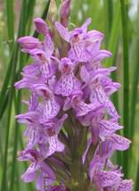 hekkemiedepaed rietorchis