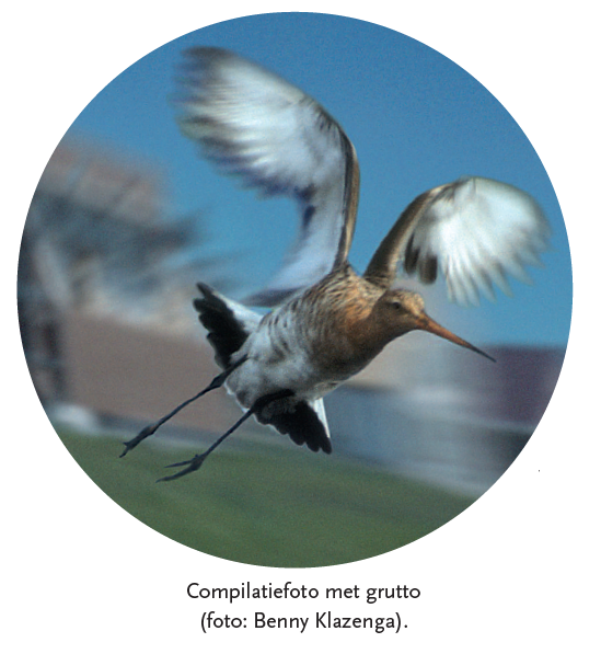 zuidlanden grutto